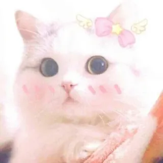 🐾 gato, lindo, kawaii, mascota, gatito, animal, rosa, lazo telegram sticker