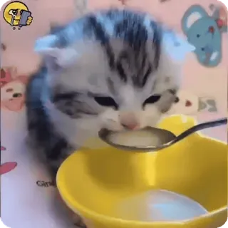🐈 고양이, 새끼 고양이, 우유, 숟가락, 귀여운, 동물 telegram sticker