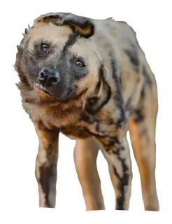🪛 Likaon pstry, Pies, Zwierzę, Dzikie zwierzę, Pies malowany, Ssak telegram sticker