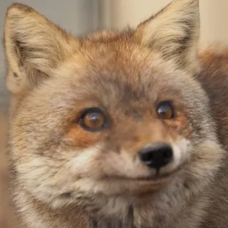 🦊 whatsapp sticker