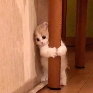 🥺 кот, котенок, милый, очаровательный, питомец, животное telegram sticker