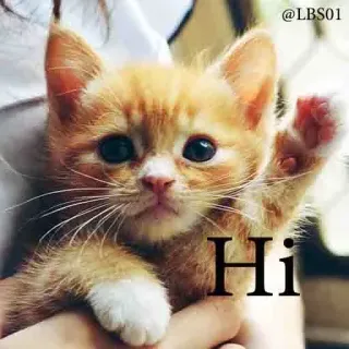 🤚 Hi gato, gatito, hola, saludo, lindo, animal whatsapp sticker