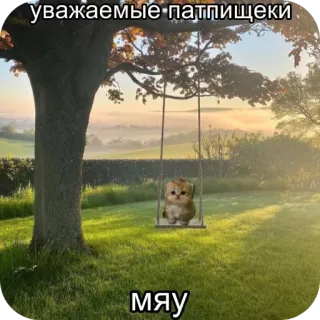😺 уважаемые патпищеки
мяу cat, kitten, swing, nature, cute, meme, animal whatsapp sticker
