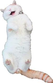 😍 cat, animal, pet, cute, lying down, furry, domestic cat, relaxed telegram sticker