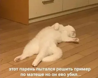 😩 этот парень пытался решить пример по матеше но он ево убил... kot, śmieszne, mem, śpiący, biały kot telegram sticker