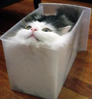 🍞 gato, caja, mascota, animal, lindo, gracioso telegram sticker