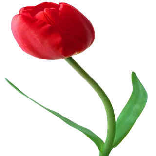 🌷 tulip, flower, red, nature, spring, bloom, plant, floral telegram sticker