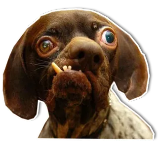 🤨 chien, drôle, animal, animal de compagnie, fou telegram sticker