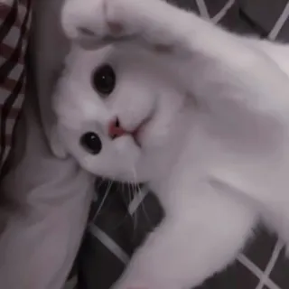 🐈 kot, biały kot, zwierzę, słodki, zwierzę domowe telegram sticker