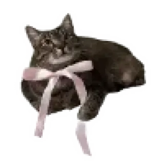 🐱 Katze, Kätzchen, Haustier, Tier, Schleife, süß, Haustier, Katzenartig telegram sticker
