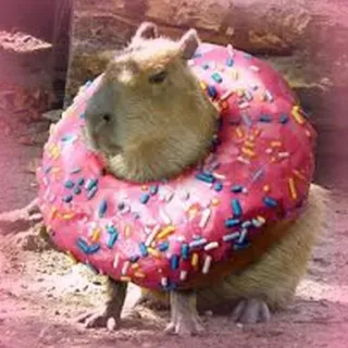 🍩 Capybara, Donut, Tier, süß, Essen, süß, Säugetier, Nagetier whatsapp sticker