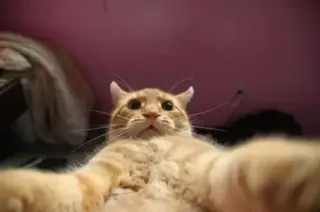 🤳 gato, animal, animal de estimação, fofo, engraçado, selfie telegram sticker