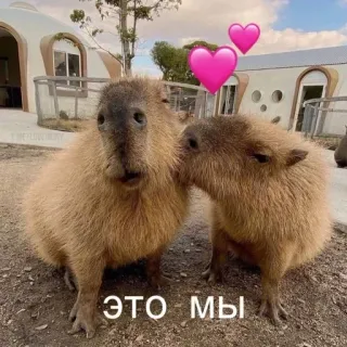 ❤️ ЭТО МЫ Capybara, Tiere, Liebe, Süß, Nagetiere telegram sticker