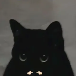 🤩 cat, middle finger, offensive, gesture, black cat whatsapp sticker