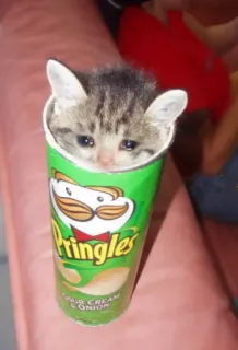 😢 Pringles
SOUR CREAM & ONION кот, котенок, pringles, еда, милый telegram sticker