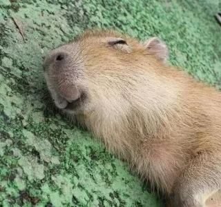 😊 kapibara, gryzoń, zwierzę, słodki, dzika przyroda, ssak telegram sticker