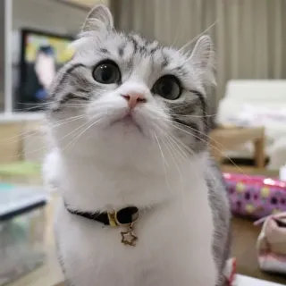 ☺️ cat, cute, pet, animal, domestic, feline whatsapp sticker