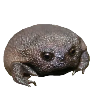 ❤️ rã, animal, anfíbio, vida selvagem, natureza, meme, redondo, fofo whatsapp sticker