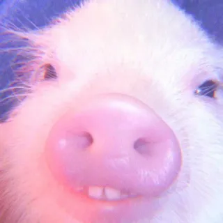 🐽 pig, animal, pink, cute, farm telegram sticker