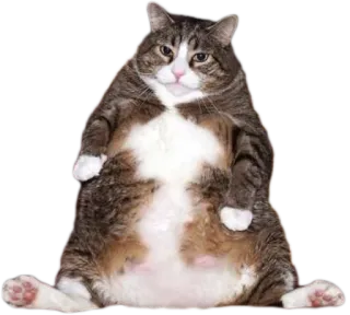 🐱 cat, animal, pet, domestic cat, mammal, sitting telegram sticker