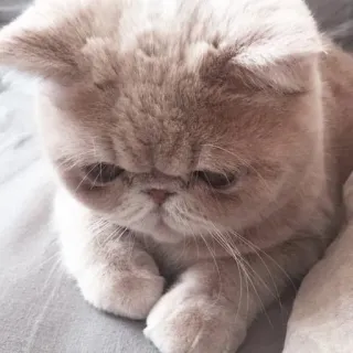 🖇 gato, mascota, animal, gatito, lindo, Exotic Shorthair, felino whatsapp sticker