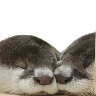 👥 выдра, спящий, милый, животное, млекопитающее telegram sticker