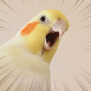 😨 uccello, calopsitta, sorpresa, scioccato, animale, animale domestico, divertente, urlare telegram sticker