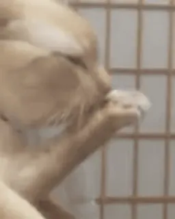 🐈 고양이, 동물, 핥기 telegram sticker