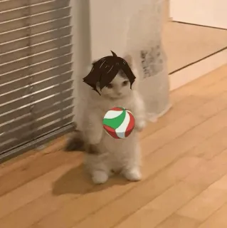 🐈 gato, vôlei, fofo, animal, animal de estimação telegram sticker
