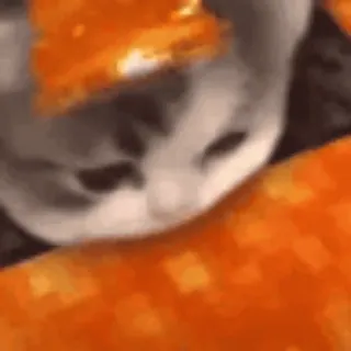 🔥 cat, animal, funny, meme whatsapp sticker