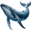 🐋