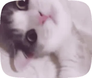 🙃 kat, dier, huisdier, schattig, sticker telegram sticker