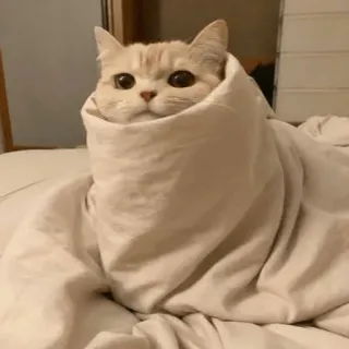 😄 gatto, gattino, coperta, carino, animale, avvolto telegram sticker