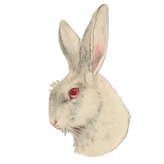 🐰 coniglio, animale, coniglietto, coniglio bianco, vintage, illustrazione whatsapp sticker