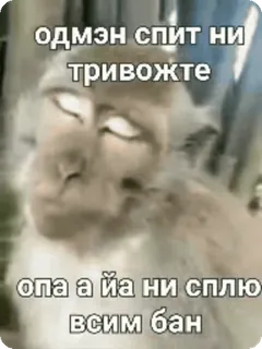 🌟 одмеh спит ни тривожте
опа а йа ни сплю
всим бан khỉ, meme, ngủ, cấm, động vật telegram sticker