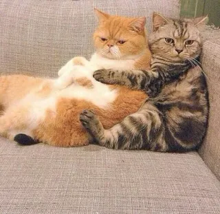 🤗 gatos, animais de estimação, animais, animais domésticos, fofo, amizade whatsapp sticker