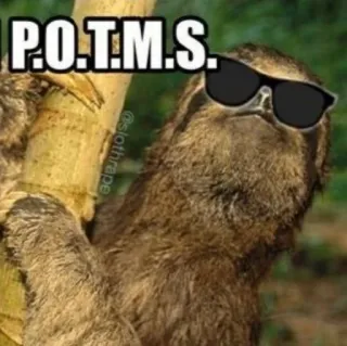 😎 P.O.T.M.S. bradipo, occhiali da sole, animale, divertente, meme, P.O.T.M.S telegram sticker