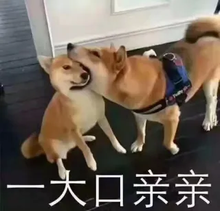 😚 一大口亲亲 cães, afeição, shiba inu, animais de estimação, animais whatsapp sticker