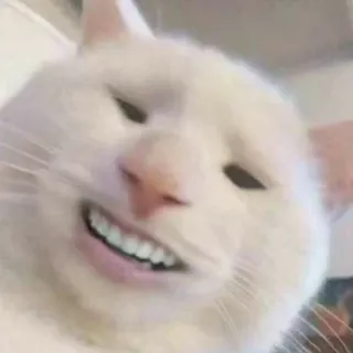 😃 Katze, Tier, Meme, lustig, Haustier, weiße Katze telegram sticker