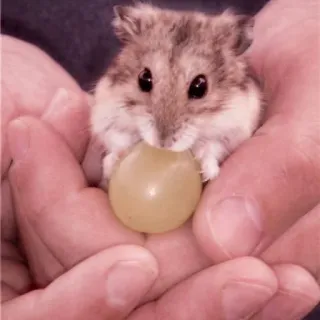 🤏 hamster, grape, cute, animal, pet, small, hands telegram sticker