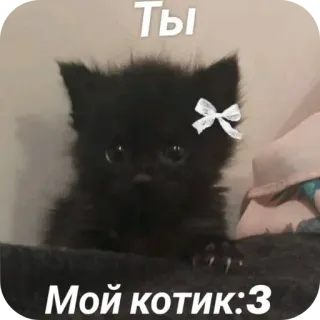 👍 Ты Мой котик:3 whatsapp sticker