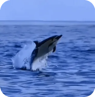 🌟 delfín, agua, mar, océano, animal, mamífero whatsapp sticker