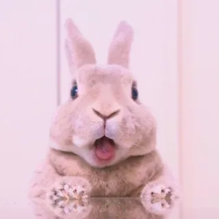 🐰 bunny, rabbit, animal, cute, pet, mammal whatsapp sticker