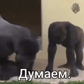 🧐 Думаем. Gorille, Animaux, Pensée, Russe, Meme whatsapp sticker