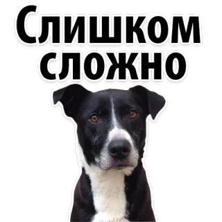 😕 СЛИШКОМ СЛОЖНО dog, russian, sticker, too difficult, too complicated, animal telegram sticker