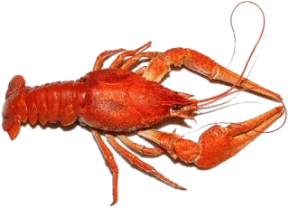 🍗 cangrejo de río, mariscos, crustáceo, animal, rojo, Luisiana telegram sticker