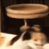 🐱