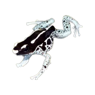 🐸 カエル, 動物, 野生動物, 両生類, ヤドクガエル, 自然 telegram sticker