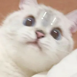 Котеки telegram stickers