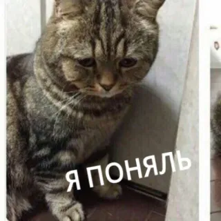 😔 Я ПОНЯЛЬ gatto, triste, meme, russo, capisco whatsapp sticker